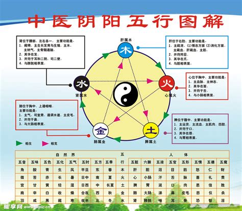 五行身体部位|五行所对应的人体部位和疾病类象